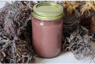 Sea Moss Gel - 100% Pure Raw Wildcrafted 8oz Genus Gracilaria